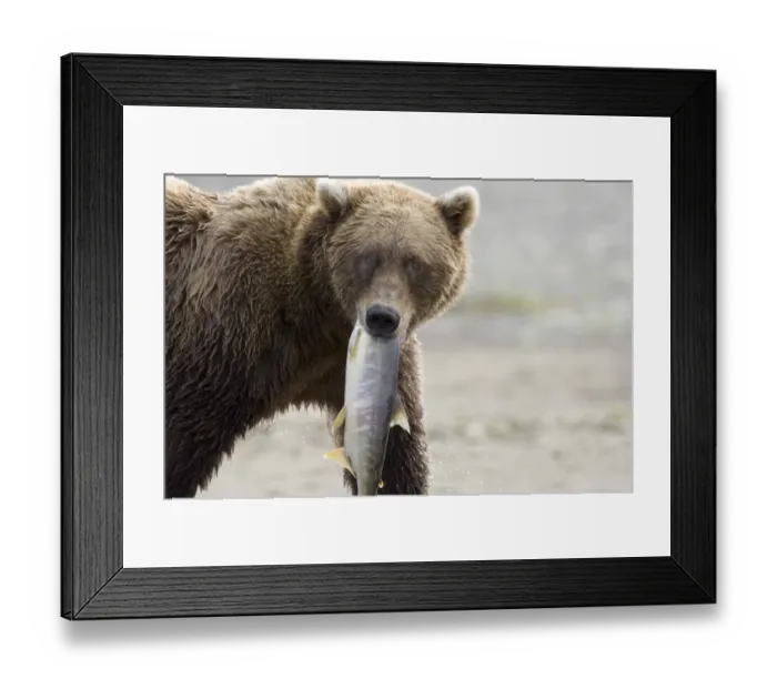 Framed Print : 010600dt. Brown Bear Ursos arctos carrying salmon along coastal creek Katmai Alaska August Framed Print : 010600dt. Brown Bear Ursos arctos carrying salmon along coastal creek Katmai Alaska August
