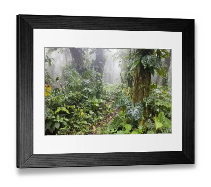 Framed Print : Cloud Forest at Altos del Maria Panama Framed Print : Cloud Forest at Altos del Maria Panama