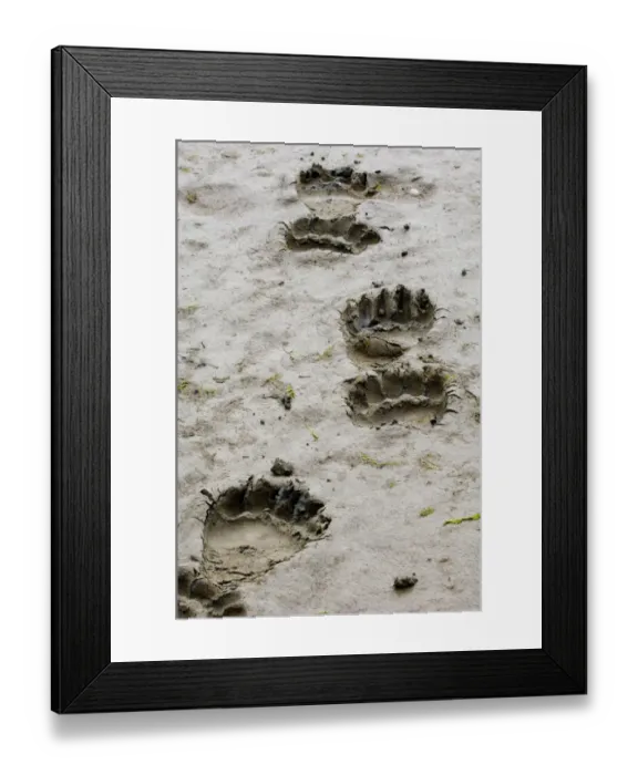 Framed Print : Brown Bear Ursos arctos footprints Katmai Alaska August Framed Print : Brown Bear Ursos arctos footprints Katmai Alaska August
