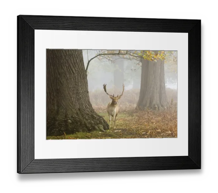Framed Print : Fallow Deer Cervus dama buck Kent autumn Framed Print : Fallow Deer Cervus dama buck Kent autumn