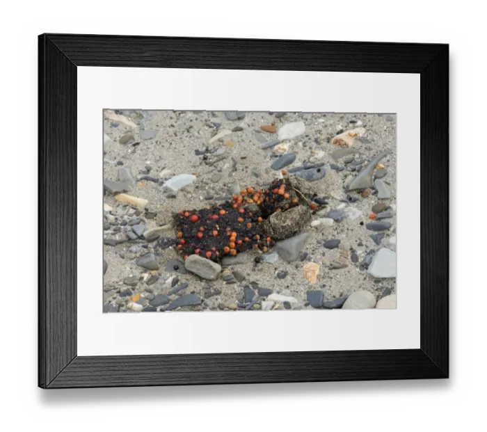 Framed Print : Brown Bear Ursos arctos droppings showing bear has been eating berries, Katmai Alaska