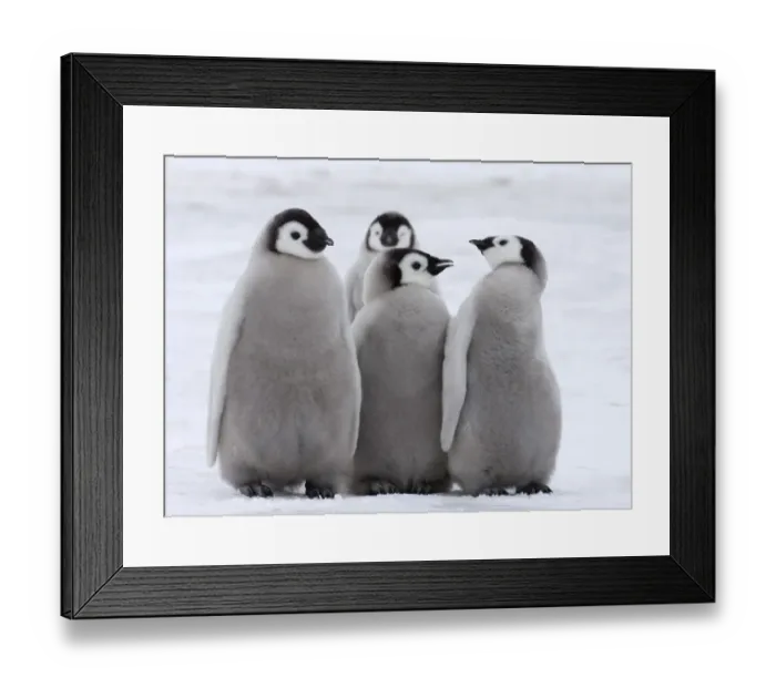 Framed Print : Emperor Penguin Aptenodytes forsteri chicks Snow Hill Island Weddell Sea Antarctica Framed Print : Emperor Penguin Aptenodytes forsteri chicks Snow Hill Island Weddell Sea Antarctica