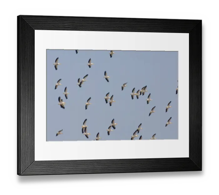 Framed Print : White Pelican Pelecanus onocrotalus thermalling flock over Lake Nakuru Kenya July Framed Print : White Pelican Pelecanus onocrotalus thermalling flock over Lake Nakuru Kenya July