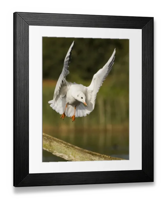 Framed Print : Black-headed Gull Larus ridibundus Norfolk autumn Framed Print : Black-headed Gull Larus ridibundus Norfolk autumn
