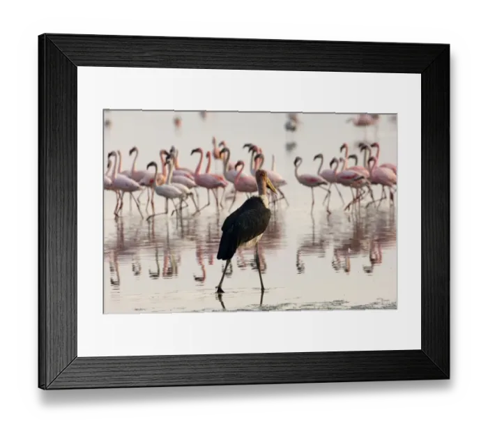 Framed Print : Marabou Stork (Leptoptilos crumeniferus) stalking Lesser Flamingos (Phoeniconaias Framed Print : Marabou Stork (Leptoptilos crumeniferus) stalking Lesser Flamingos (Phoeniconaias