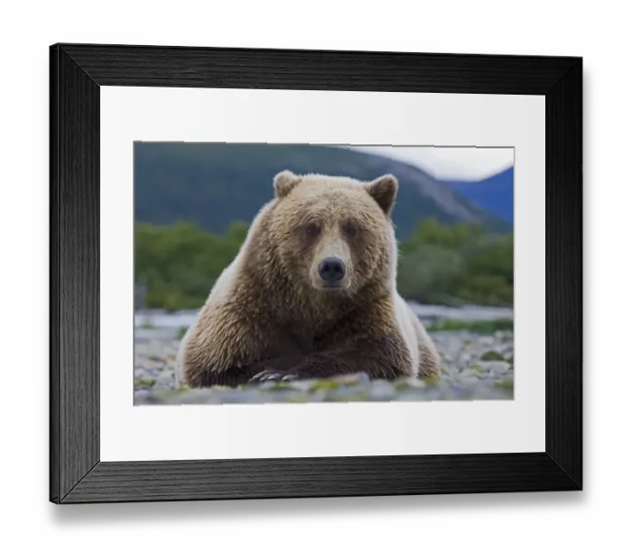 Framed Print : Brown Bear Ursos arctos Katmai Alaska August Framed Print : Brown Bear Ursos arctos Katmai Alaska August