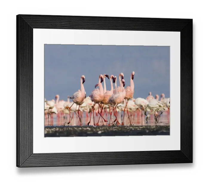 Framed Print : Lesser Flamingos (Phoeniconaias minor) group in display Lake Nakuru Rift Valley Kenya Framed Print : Lesser Flamingos (Phoeniconaias minor) group in display Lake Nakuru Rift Valley Kenya