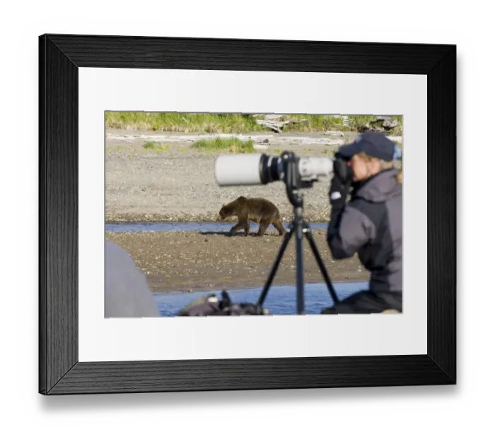 Framed Print : Brown Bear Ursos arctos and photographer Katmai Alaska August