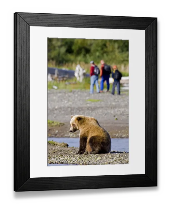 Framed Print : Brown Bear Ursos arctos & hikers Katmai Alaska August Framed Print : Brown Bear Ursos arctos & hikers Katmai Alaska August