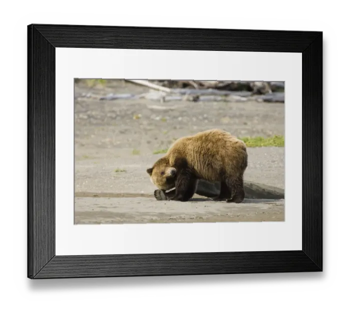 Framed Print : 01052dt. Brown