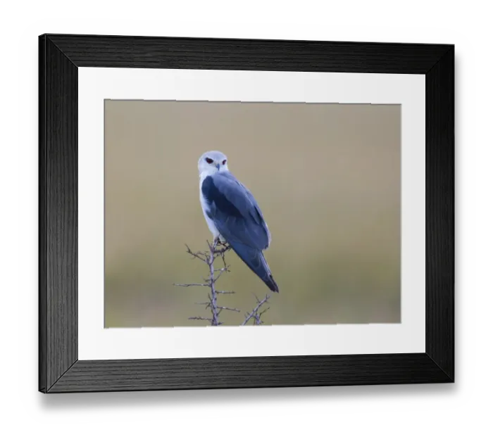 Framed Print : Black-winged Kite Masai Mara Kenya Framed Print : Black-winged Kite Masai Mara Kenya