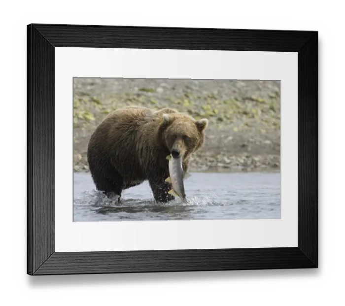 Framed Print : 01058dt. Brown Bear Ursos arctos carrying salmon along coastal creek Katmai Alaska August Framed Print : 01058dt. Brown Bear Ursos arctos carrying salmon along coastal creek Katmai Alaska August