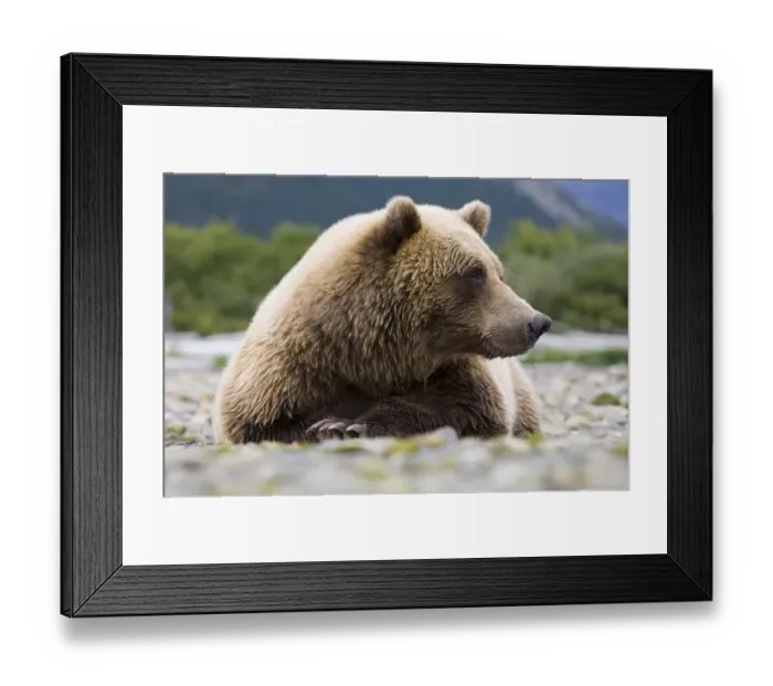 Framed Print : Brown Bear Ursos arctos Katmai Alaska August Framed Print : Brown Bear Ursos arctos Katmai Alaska August