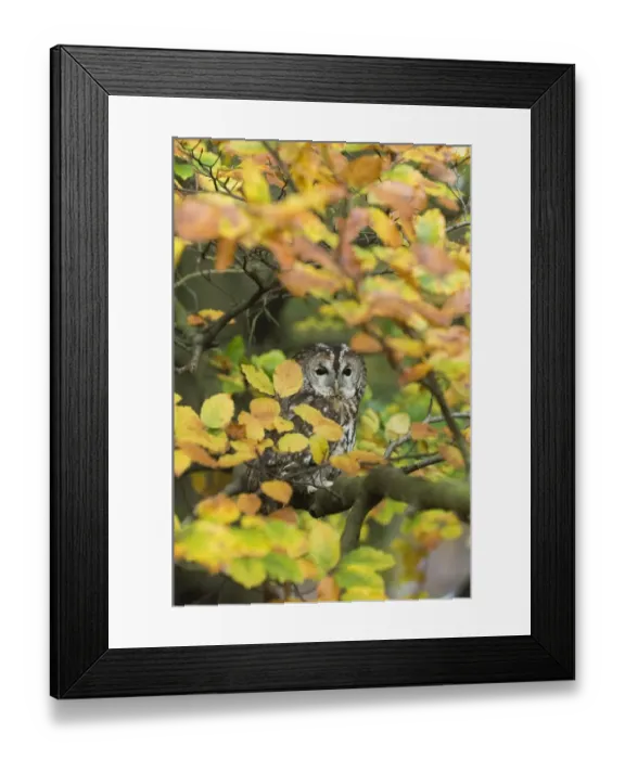 Framed Print : Tawny Owl Strix aluco among autumn leaves Kent Framed Print : Tawny Owl Strix aluco among autumn leaves Kent