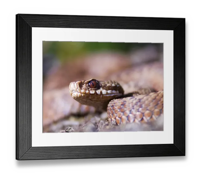 Framed Print : Adder Dorset August Framed Print : Adder Dorset August