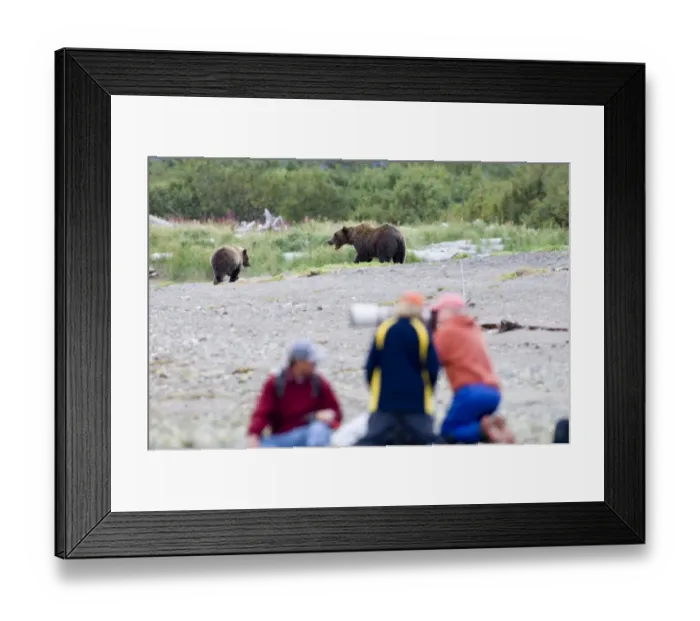 Framed Print : Brown Bear Ursos arctos & photographers Katmai Alaska August Framed Print : Brown Bear Ursos arctos & photographers Katmai Alaska August