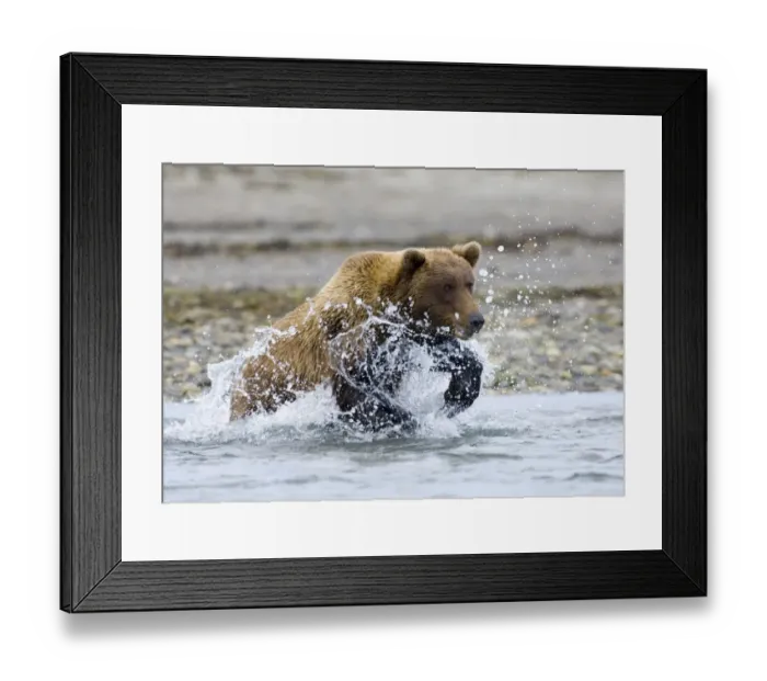 Framed Print : 01054dt. Brown Framed Print : 01054dt. Brown