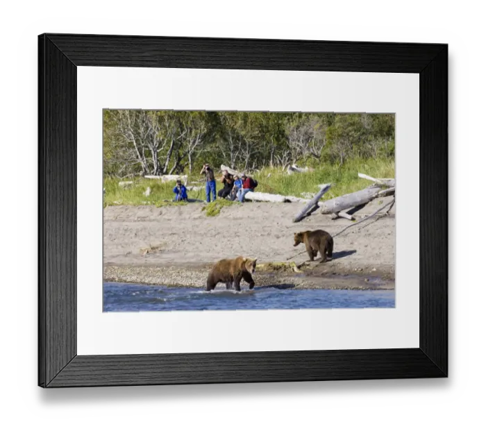 Framed Print : Brown Bear Ursos arctos & hikers Katmai Alaska August Framed Print : Brown Bear Ursos arctos & hikers Katmai Alaska August