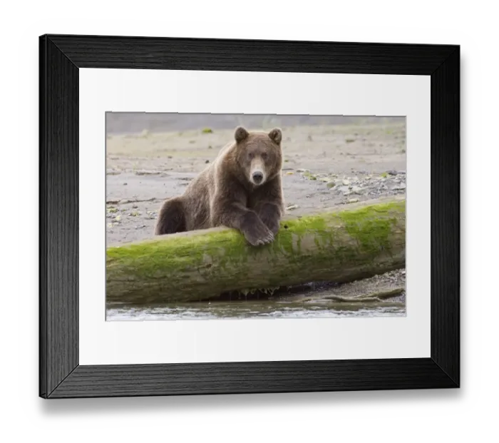 Framed Print : 01040dt. Brown Framed Print : 01040dt. Brown