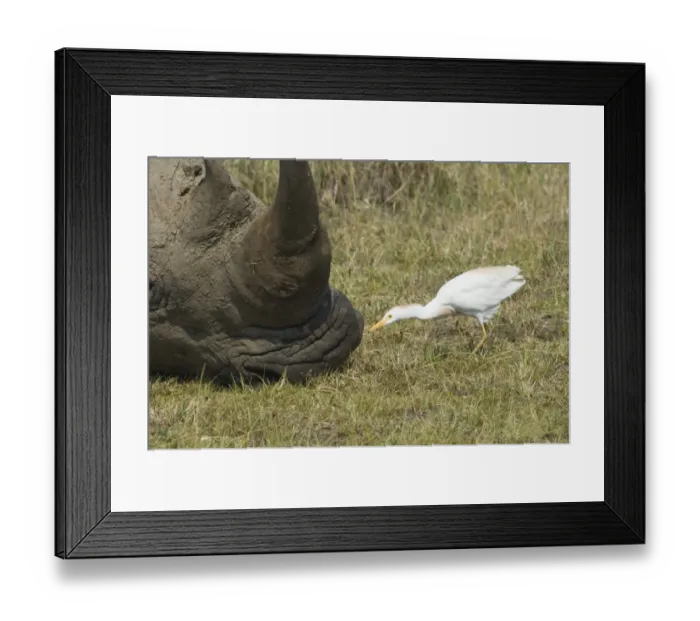 Framed Print : Cattle Egret Bubulcus ibis feeding around White Rhino Lake Nakuru Kenya July Framed Print : Cattle Egret Bubulcus ibis feeding around White Rhino Lake Nakuru Kenya July