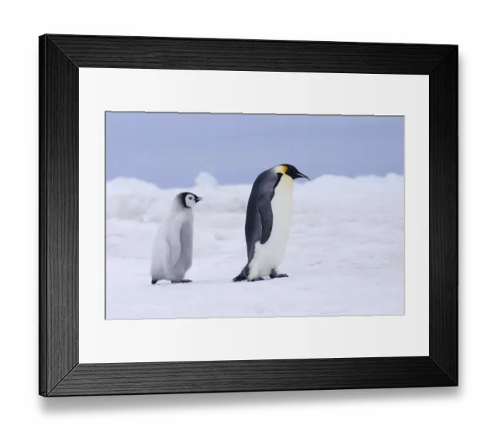 Framed Print : Emperor Penguins Aptenodytes forsteri Snow Hill Island Weddell Sea Antarctica November Framed Print : Emperor Penguins Aptenodytes forsteri Snow Hill Island Weddell Sea Antarctica November