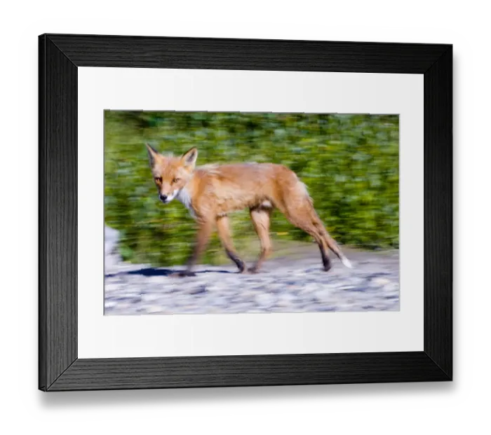 Framed Print : Red Fox Vulpes vulpes Katmai Alaska Framed Print : Red Fox Vulpes vulpes Katmai Alaska