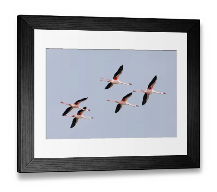 Framed Print : Lesser Flamingos Lake Nakuru Rift Valley Kenya Framed Print : Lesser Flamingos Lake Nakuru Rift Valley Kenya