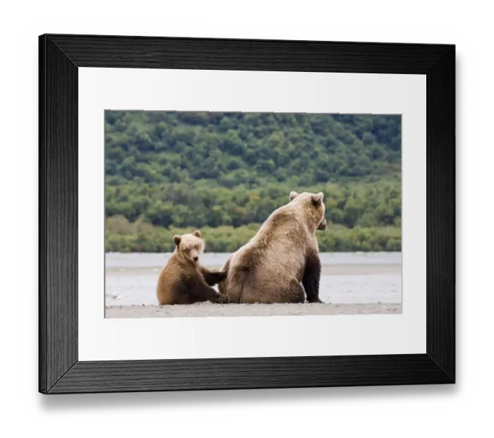 Framed Print : Brown Bear Ursos arctos mother with cub Katmai Alaska summer