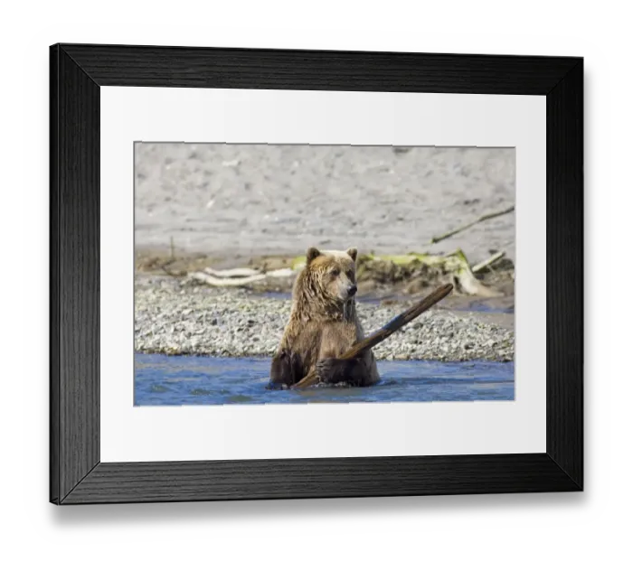 Framed Print : Brown Bear Ursos arctos playing with piece of wood Katmai Alaska August Framed Print : Brown Bear Ursos arctos playing with piece of wood Katmai Alaska August