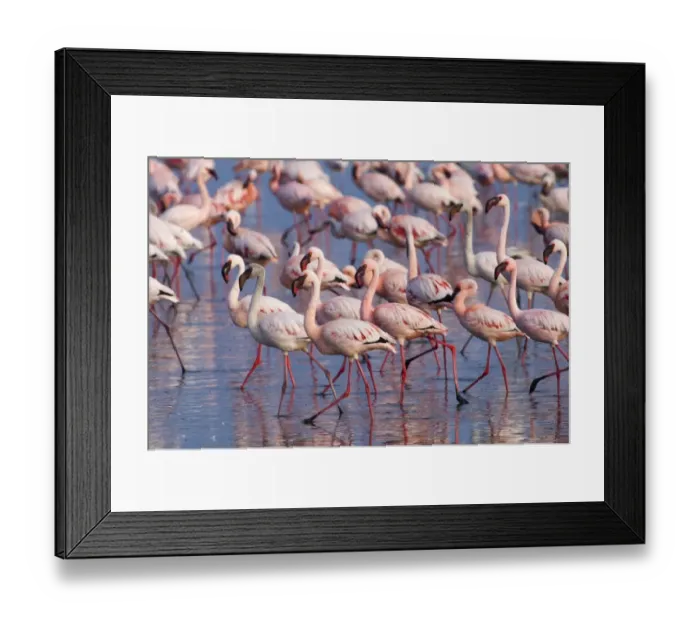 Framed Print : Lesser Flamingos Phoeniconaias minor Lake Nakuru Kenya July Framed Print : Lesser Flamingos Phoeniconaias minor Lake Nakuru Kenya July