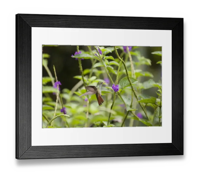 Framed Print : Rufous-tailed Hummingbird (Amazilia t tzacatl) El Valle Panama Framed Print : Rufous-tailed Hummingbird (Amazilia t tzacatl) El Valle Panama