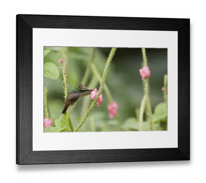 Framed Print : Rufous-tailed Hummingbird (Amazilia t. tzacatl) El Valle Panama Framed Print : Rufous-tailed Hummingbird (Amazilia t. tzacatl) El Valle Panama