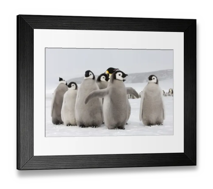 Framed Print : Emperor Penguin Aptenodytes forsteri chicks Snow Hill Island Weddell Sea Antarctica Framed Print : Emperor Penguin Aptenodytes forsteri chicks Snow Hill Island Weddell Sea Antarctica