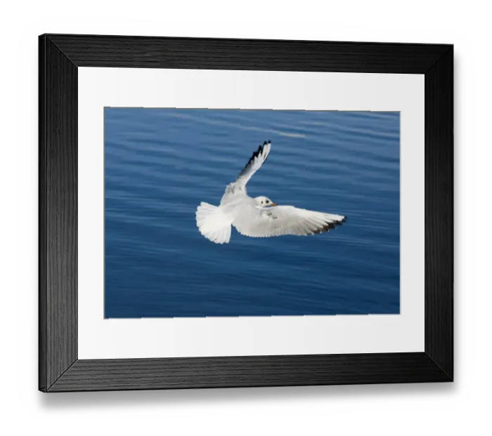 Framed Print : Black-headed Gull Larus ridibundus Norfolk autumn Framed Print : Black-headed Gull Larus ridibundus Norfolk autumn