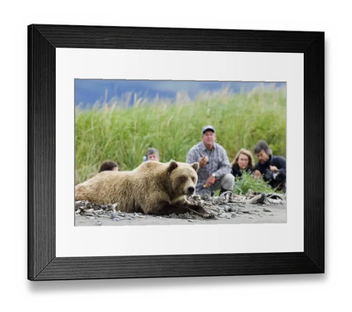 Framed Print : 01043dt. Bear