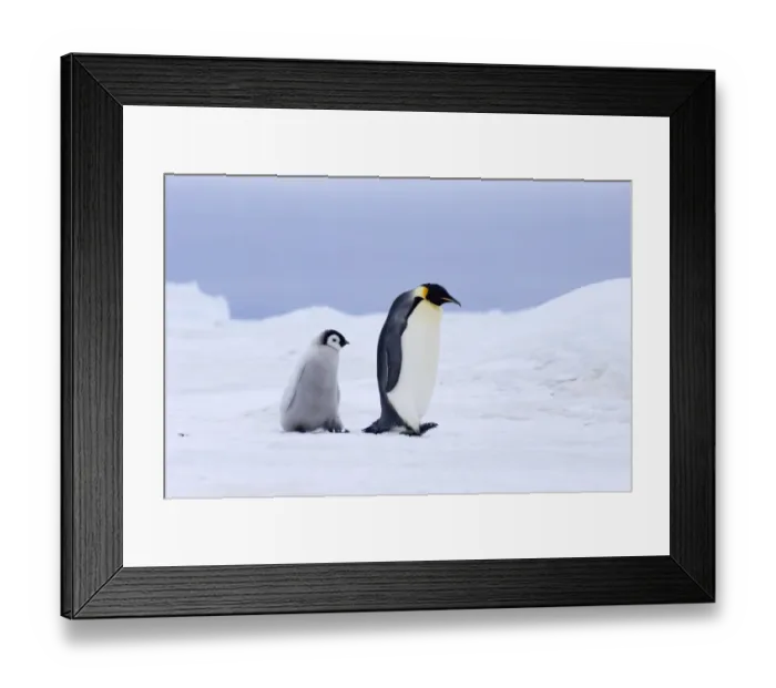 Framed Print : Emperor Penguins Aptenodytes forsteri Snow Hill Island Weddell Sea Antarctica November Framed Print : Emperor Penguins Aptenodytes forsteri Snow Hill Island Weddell Sea Antarctica November