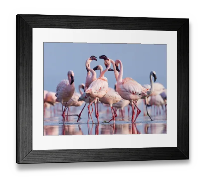 Framed Print : Lesser Flamingos (Phoeniconaias minor) group in display Lake Nakuru Rift Valley Kenya Framed Print : Lesser Flamingos (Phoeniconaias minor) group in display Lake Nakuru Rift Valley Kenya