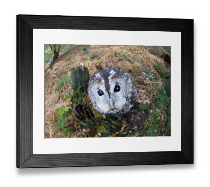 Framed Print : Tawny Owl Strix aluco autumn Kent (C)