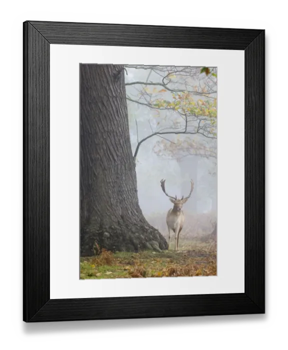 Framed Print : Fallow Deer Cervus dama buck Kent autumn Framed Print : Fallow Deer Cervus dama buck Kent autumn