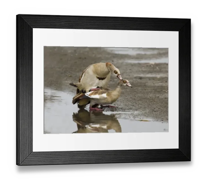 Framed Print : Egyptian Geese Alopochen aegyptiacus mating Norfolk UK Framed Print : Egyptian Geese Alopochen aegyptiacus mating Norfolk UK