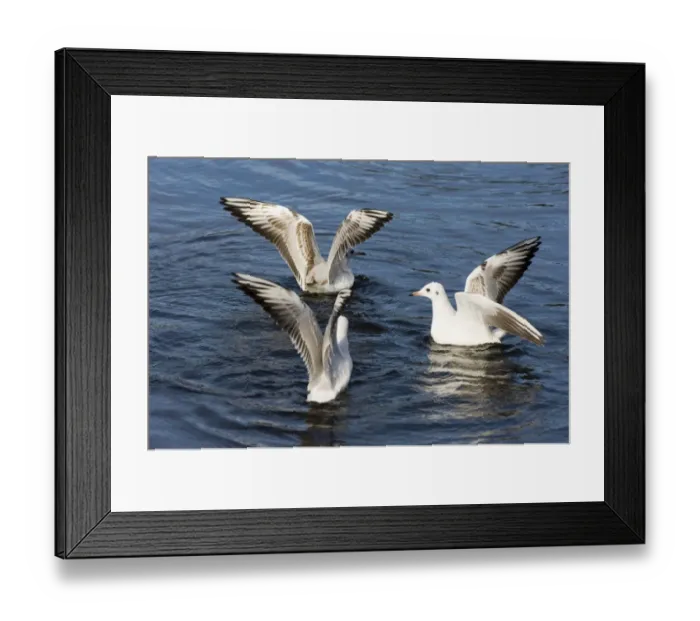 Framed Print : Black-headed Gulls immatures Larus ridibundus Norfolk autumn Framed Print : Black-headed Gulls immatures Larus ridibundus Norfolk autumn