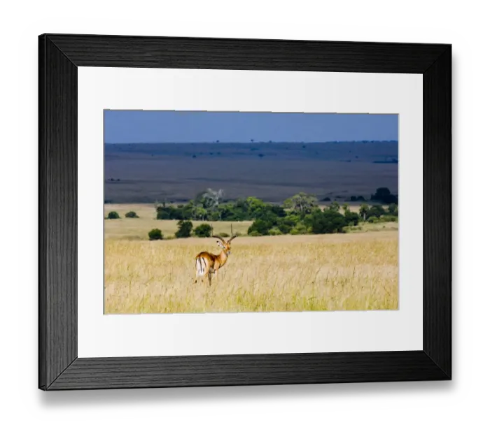 Framed Print : Impala Masai Mara Kenya Framed Print : Impala Masai Mara Kenya