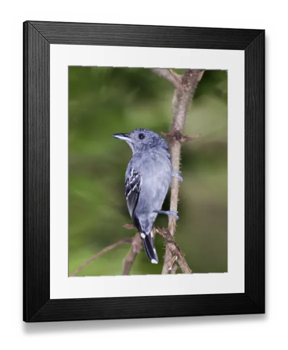 Framed Print : Western Slaty Antshrike (Thamnophilus punctatus antrinucha) Metro Park Panama City Panama Framed Print : Western Slaty Antshrike (Thamnophilus punctatus antrinucha) Metro Park Panama City Panama