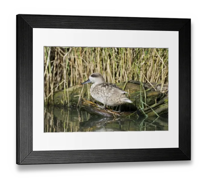 Framed Print : Marbled Duck Marmaronetta angustirostris Framed Print : Marbled Duck Marmaronetta angustirostris