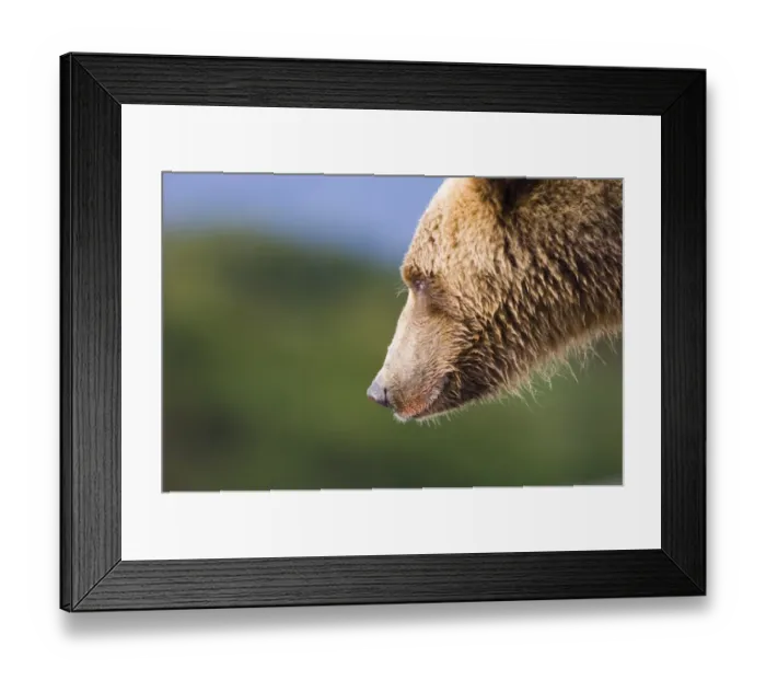 Framed Print : Grizzly Bear Ursos arctos Katmai Alaska July Framed Print : Grizzly Bear Ursos arctos Katmai Alaska July
