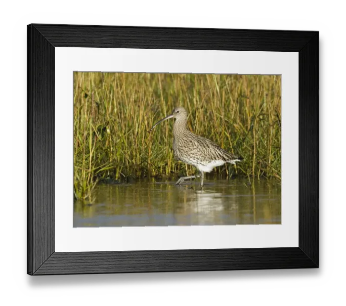 Framed Print : Curlew Numenius arquata feeding on saltmarsh uk winter Framed Print : Curlew Numenius arquata feeding on saltmarsh uk winter