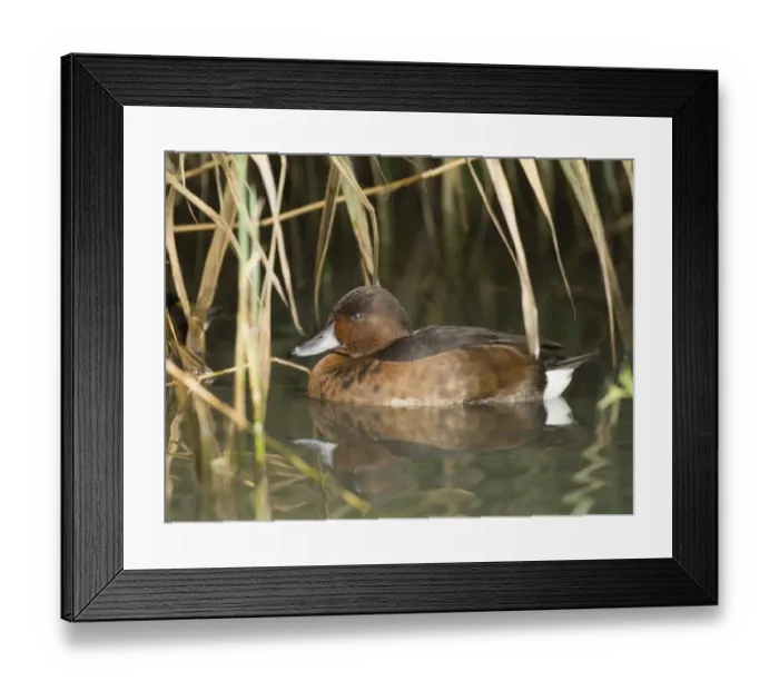 Framed Print : Ferruginous Duck (captive) Framed Print : Ferruginous Duck (captive)