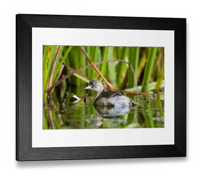 Framed Print : Little Grebe Tachybaptus ruficollis 1st winter October UK Framed Print : Little Grebe Tachybaptus ruficollis 1st winter October UK
