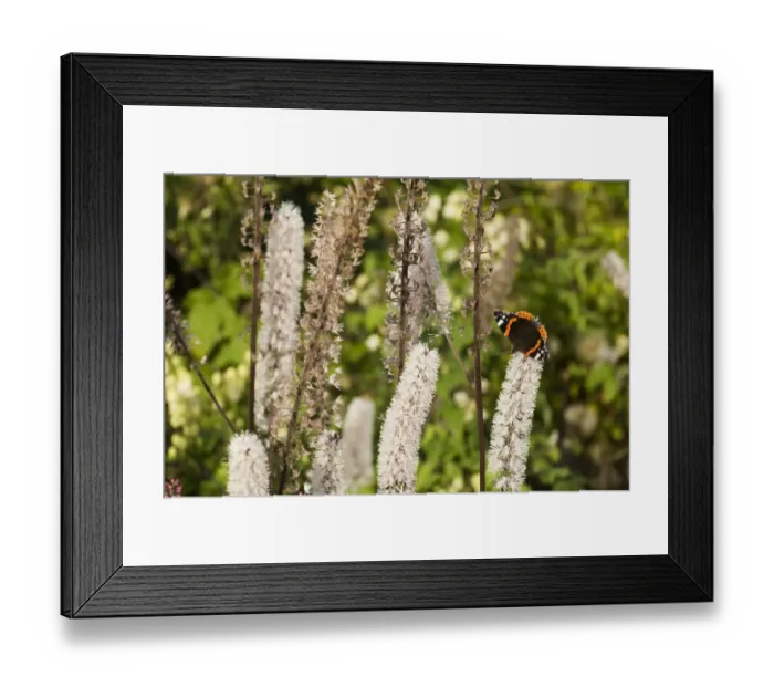 Framed Print : Red Admiral in garden UK autumn Framed Print : Red Admiral in garden UK autumn