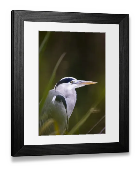 Framed Print : Grey Heron Ardea cinerea autumn UK Framed Print : Grey Heron Ardea cinerea autumn UK